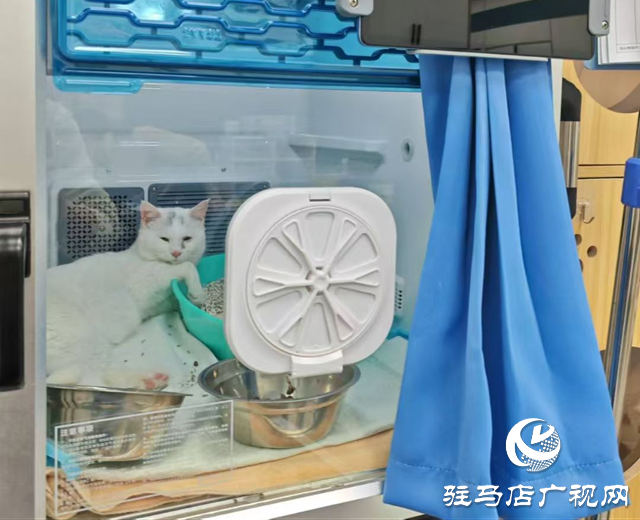 高溫持續(xù) 留守寵物如何安然度夏？