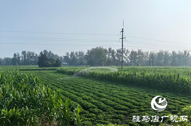駐馬店市驛城區(qū)沙河店鎮(zhèn)：抗旱保苗齊努力 澆水潤田共擔當
