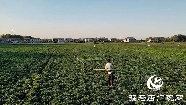  新蔡縣磚店鎮(zhèn)：干群同心抗旱情 全力保秋穩(wěn)增收