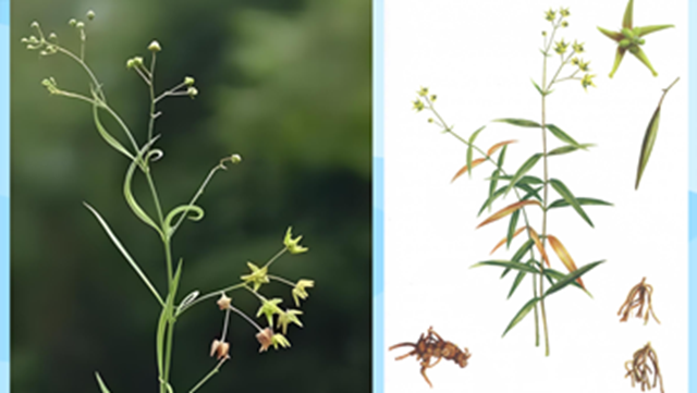 天中的道地藥材——徐長卿