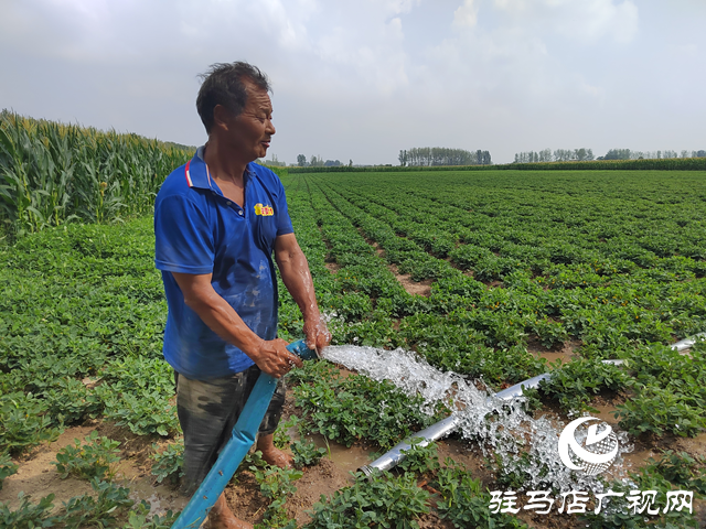驛城區(qū)水屯鎮(zhèn)：干群攜手抗旱保秋 全力守護(hù)糧食安全?