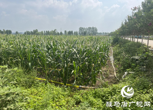 驛城區(qū)香山街道：多源聯(lián)動為秋作物“解渴”