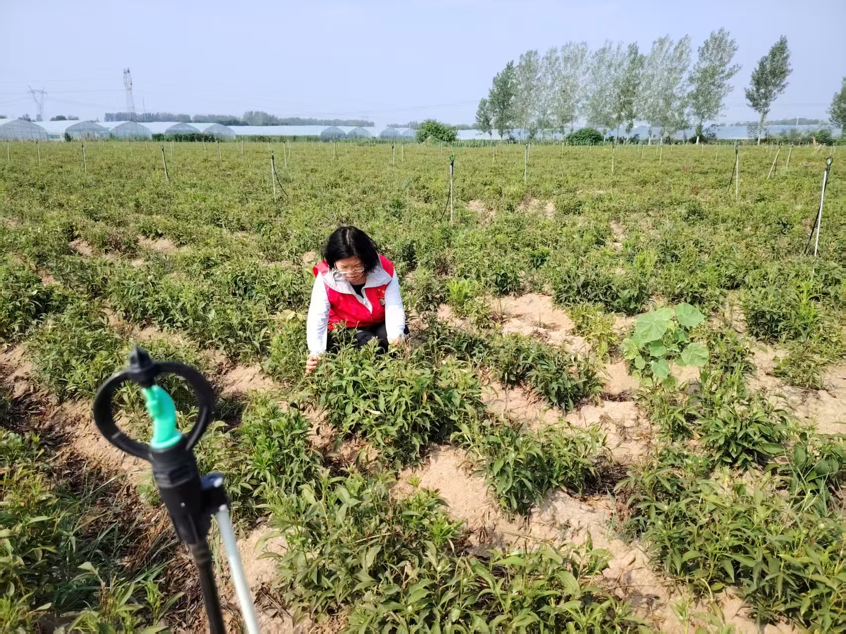 用科技力量守護(hù)“道地藥香”　助力“中國(guó)藥谷”建設(shè)