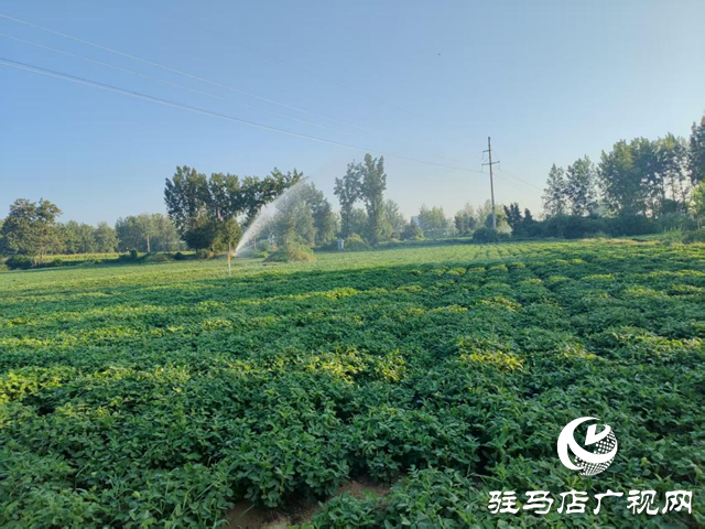 泌陽縣賒灣鎮(zhèn)：抗旱一線顯擔當 舍魚保田為豐收