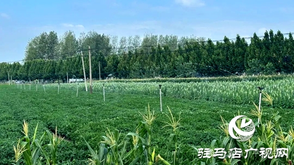 平輿縣玉皇廟鄉(xiāng)：新老機(jī)井“手牽手” 電力灌溉潤良田