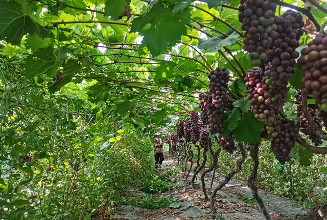 驛城區(qū)：葡萄架下“種養(yǎng)循環(huán)” 生態(tài)農(nóng)業(yè)結(jié)出“致富果”