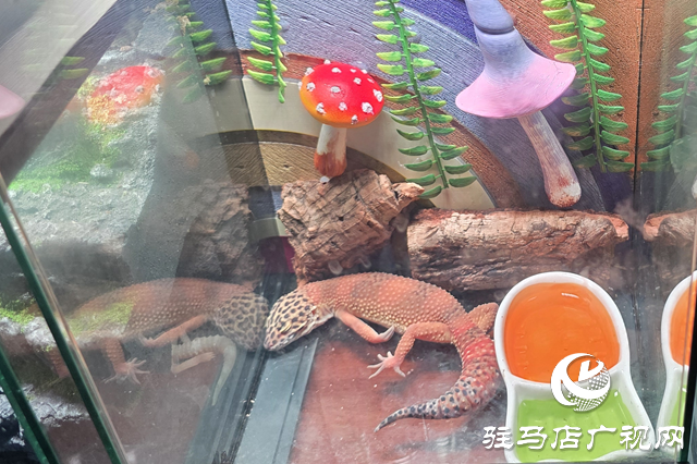 爬寵新風(fēng)尚來襲 守宮成年輕人飼養(yǎng)新選擇
