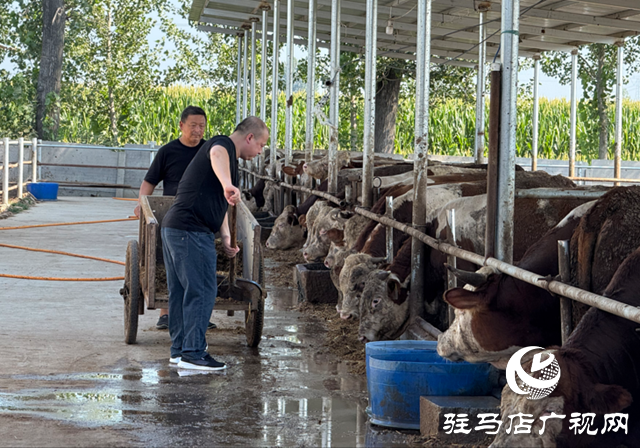 【文明風采天中行 】從路難行到牛出名 中國好人張世中帶領(lǐng)石寨鋪蹚出振興路