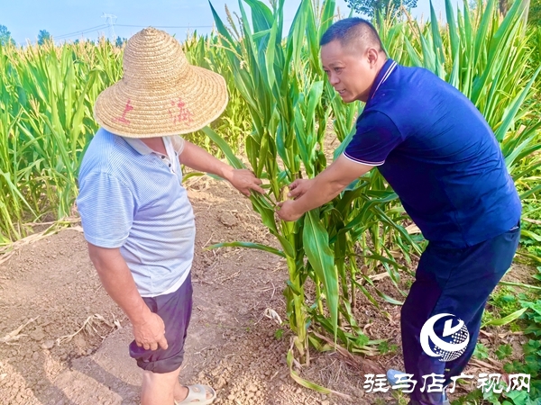 平輿縣陽城鎮(zhèn)：黨群同心戰(zhàn)旱情 實(shí)干擔(dān)當(dāng)保秋收