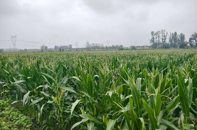 驛城區(qū)水屯鎮(zhèn)：久旱逢甘霖 莊稼煥生機(jī)