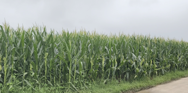 驛城區(qū)：田間地頭送技術(shù) 全力筑牢玉米穩(wěn)產(chǎn)根基