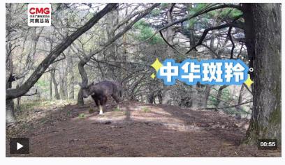 不被打擾的“相遇”！寶天曼多種野生動物“入鏡”紅外相機(jī)