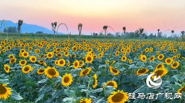 驛城區(qū)胡廟鄉(xiāng)：萬畝向日葵盛放 成秋日打卡新熱點(diǎn)