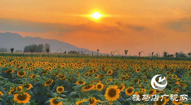 驛城區(qū)胡廟鄉(xiāng)：萬畝向日葵盛放 成秋日打卡新熱點(diǎn)