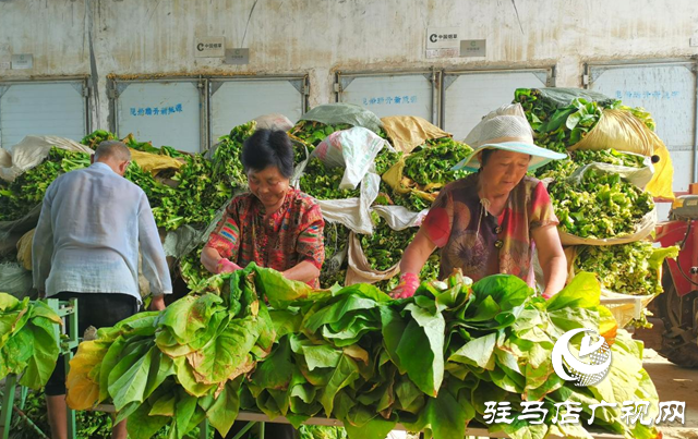 泌陽(yáng)縣郭集鎮(zhèn)：煙葉烘烤收尾在即 豐收?qǐng)D景漸次鋪展