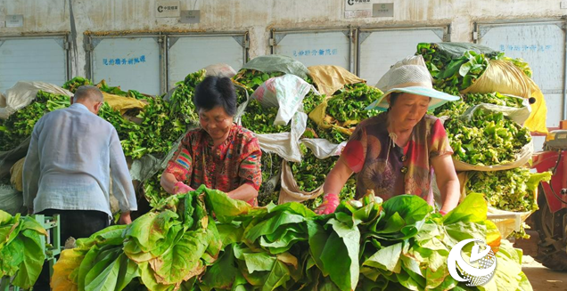 泌陽縣郭集鎮(zhèn)：煙葉烘烤進(jìn)入收官季“金葉子”鋪就致富路