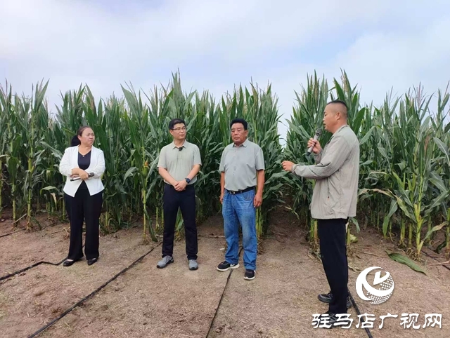  全省玉米花生滴灌水肥一體化推進會暨網(wǎng)絡(luò)觀摩培訓(xùn)在西平縣舉行