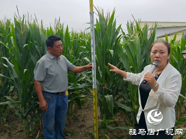  全省玉米花生滴灌水肥一體化推進會暨網(wǎng)絡(luò)觀摩培訓(xùn)在西平縣舉行
