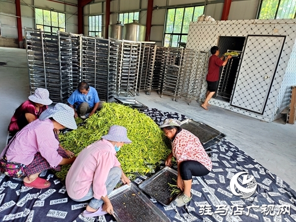 平輿縣廟灣鎮(zhèn)：黃花菜產(chǎn)業(yè)鋪就村民“黃金路”