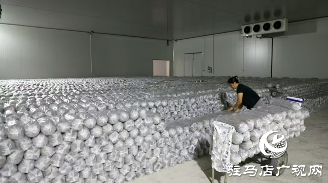 泌陽縣：菌棒生產助力食用菌產業(yè)多元化發(fā)展