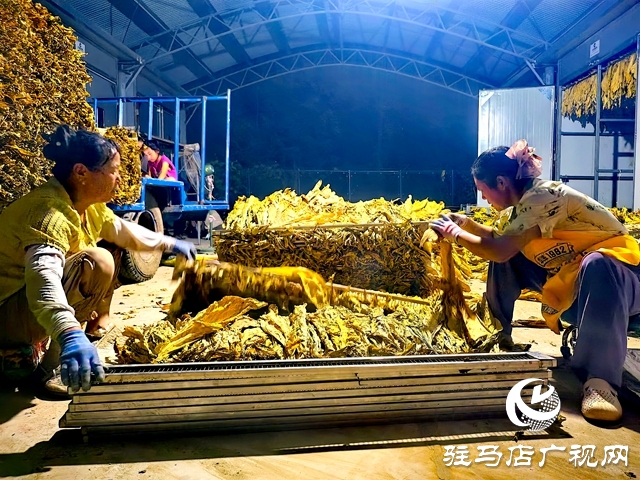 泌陽縣郭集煙站：前移收購關(guān)口 強化初分預(yù)檢促提質(zhì)增效