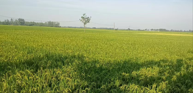 正陽縣陡溝鎮(zhèn)尚田村：百眼機(jī)井成為村民豐收的“希望井”