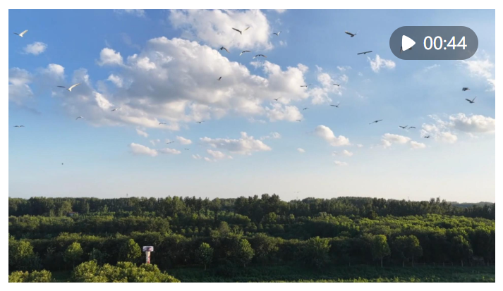 千城勝景｜河南商丘：黃河故道百鳥翔集