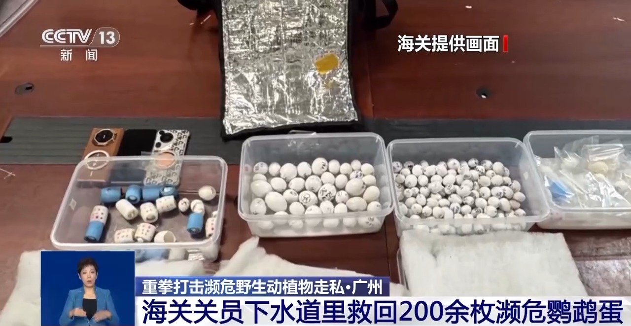 重拳打擊走私犯罪 海關(guān)總署查獲瀕危野生動植物制品479噸