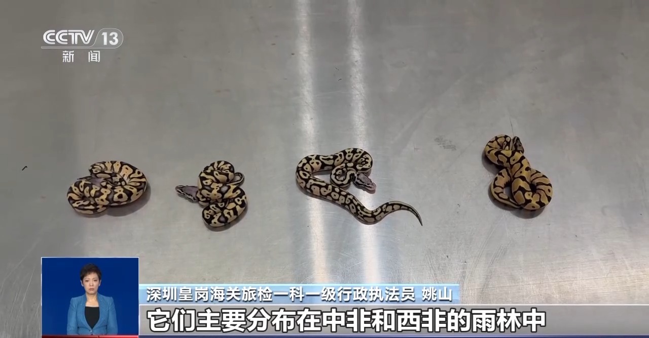 重拳打擊走私犯罪 海關(guān)總署查獲瀕危野生動植物制品479噸