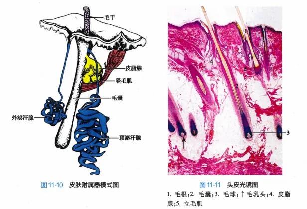 白頭發(fā)拔一根長(zhǎng)三根？到底能不能拔？終于弄清楚了