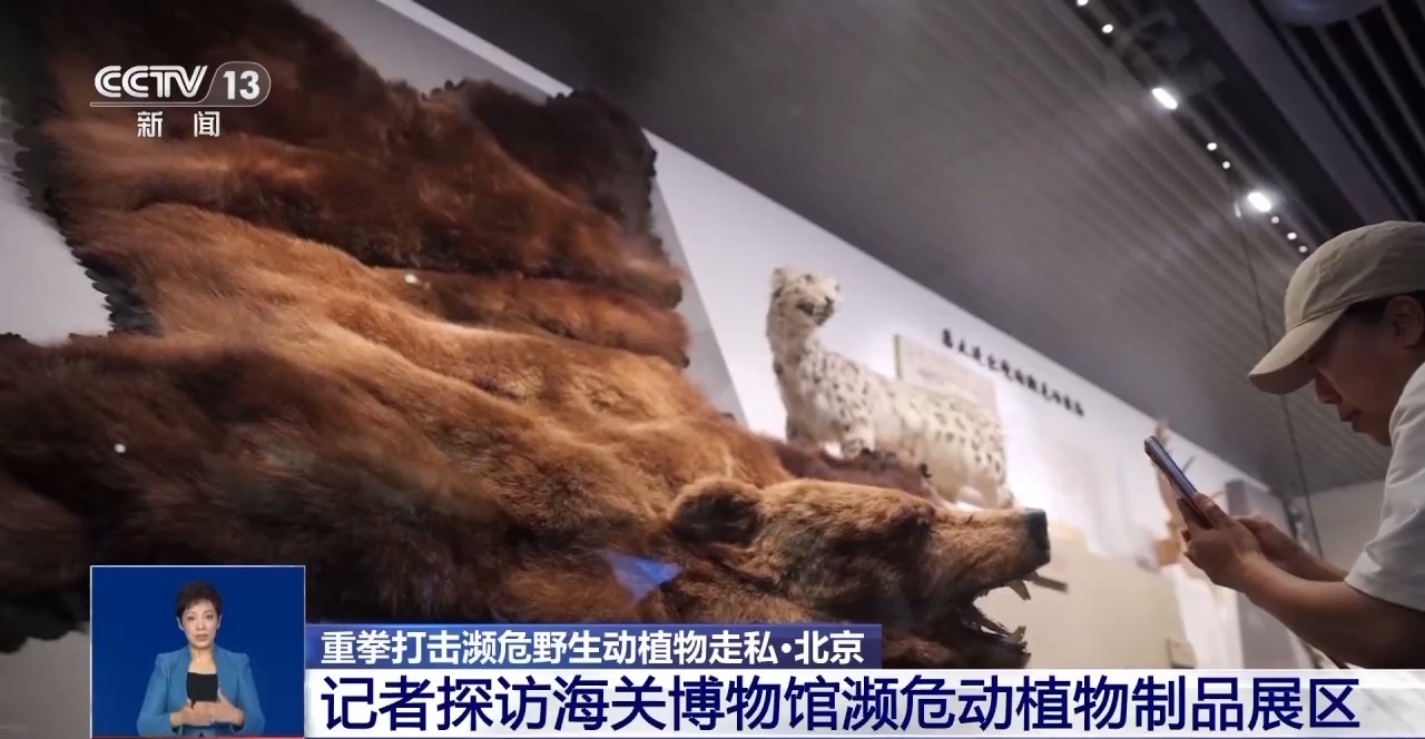 重拳打擊走私犯罪 海關(guān)總署查獲瀕危野生動植物制品479噸