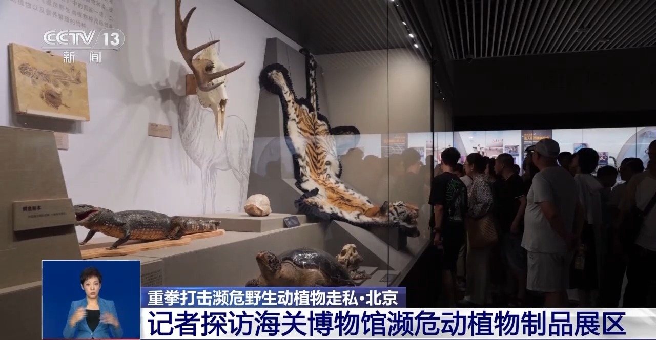 重拳打擊走私犯罪 海關(guān)總署查獲瀕危野生動植物制品479噸
