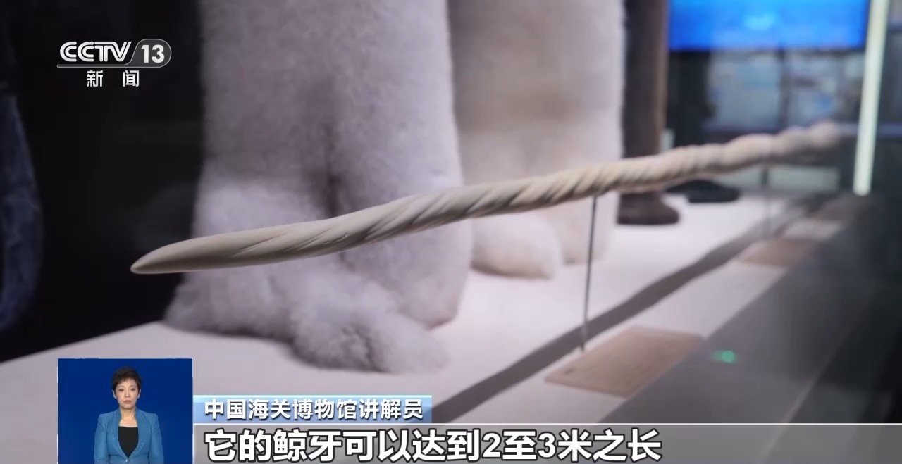 重拳打擊走私犯罪 海關(guān)總署查獲瀕危野生動植物制品479噸