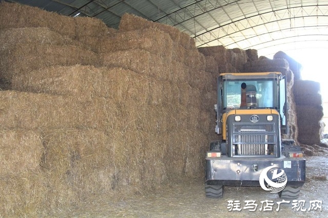  新蔡李橋：秸稈“變身”優(yōu)質(zhì)飼料 綠色產(chǎn)業(yè)賦能鄉(xiāng)村振興