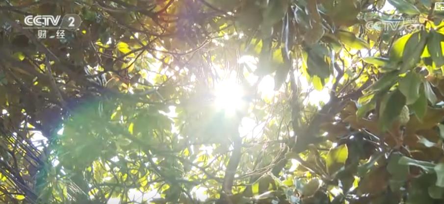 警惕“秋老虎”！晝夜溫差大 心腦血管疾病患者需防范