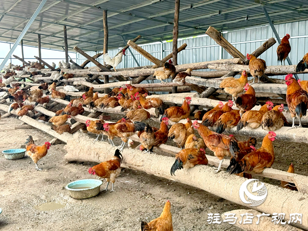 平輿自然農(nóng)農(nóng)業(yè)發(fā)展公司：堅守原生態(tài)初心以中草藥喂養(yǎng)詮釋健康本味