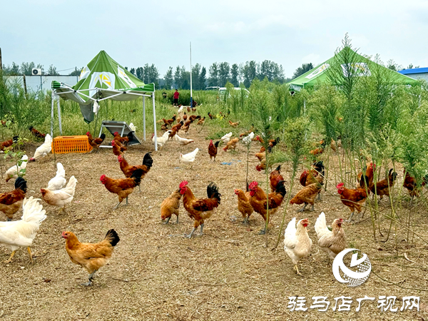平輿自然農(nóng)農(nóng)業(yè)發(fā)展公司：堅守原生態(tài)初心以中草藥喂養(yǎng)詮釋健康本味