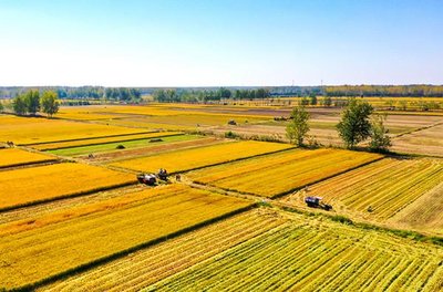 秋糧全面進(jìn)入產(chǎn)量形成關(guān)鍵期 主產(chǎn)區(qū)多措并舉“蟲口奪糧”保豐收