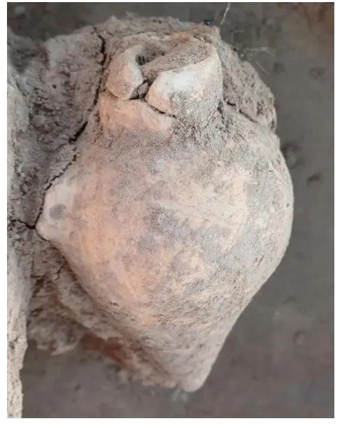 中國人“種地DNA”的源頭，藏在8000年前的河南