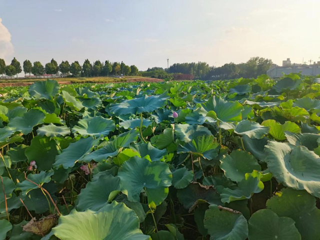 汝南縣：蓮藕鋪就致富路 群眾喜獲“水中金”