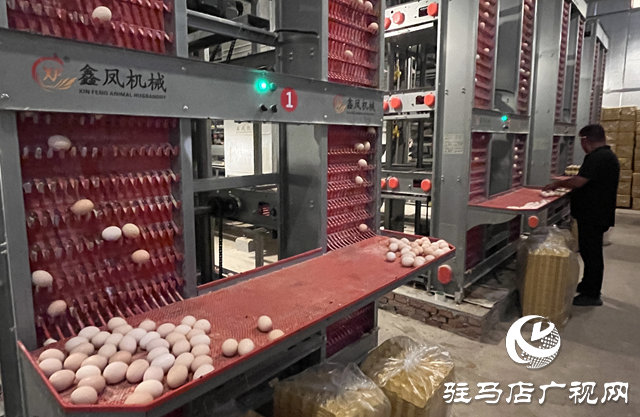 科技賦能蛋雞產(chǎn)業(yè) 平輿縣萬(wàn)金店鎮(zhèn)打造現(xiàn)代化“蛋倉(cāng)”基地