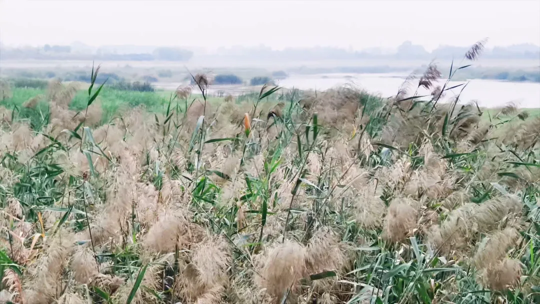 每到傍晚，這個地方的景色很夢幻...
