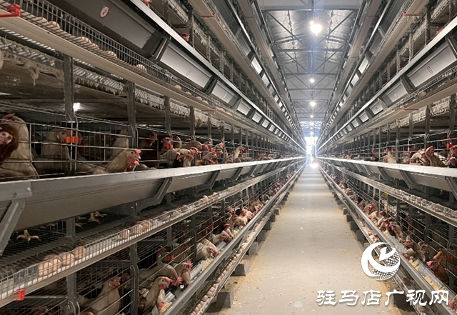 科技賦能蛋雞產(chǎn)業(yè) 平輿縣萬(wàn)金店鎮(zhèn)打造現(xiàn)代化“蛋倉(cāng)”基地
