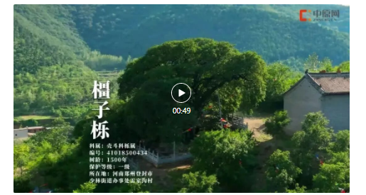 古樹長歌 | 嵩山腳下古道邊，七棵櫟樹跨越千年