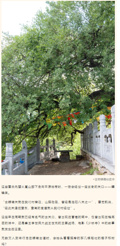 古樹長歌 | 嵩山腳下古道邊，七棵櫟樹跨越千年