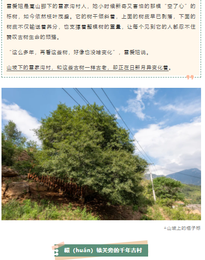 古樹長歌 | 嵩山腳下古道邊，七棵櫟樹跨越千年