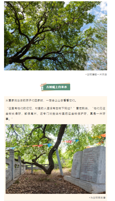 古樹長歌 | 嵩山腳下古道邊，七棵櫟樹跨越千年
