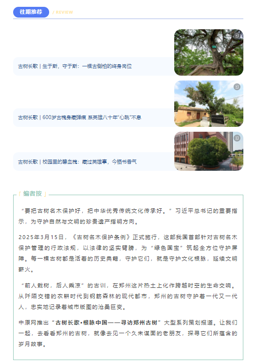 古樹長歌 | 嵩山腳下古道邊，七棵櫟樹跨越千年