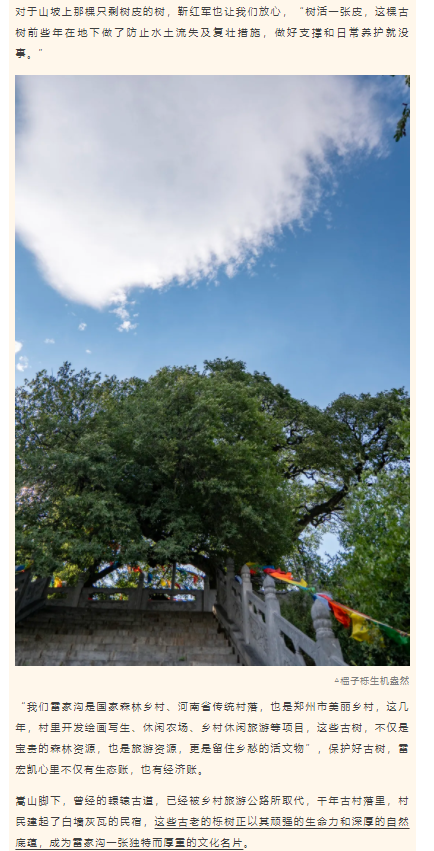 古樹長歌 | 嵩山腳下古道邊，七棵櫟樹跨越千年
