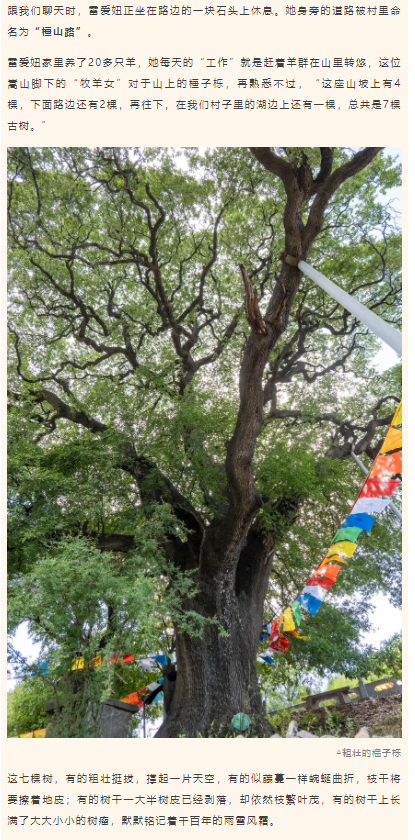 古樹長歌 | 嵩山腳下古道邊，七棵櫟樹跨越千年